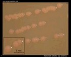 Salmonella colonies on agar plate